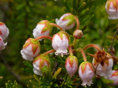 Phyllodoce × intermedia