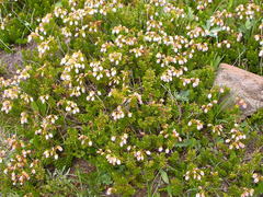 Phyllodoce × intermedia