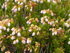 Phyllodoce × intermedia