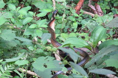 Chironius flavopictus