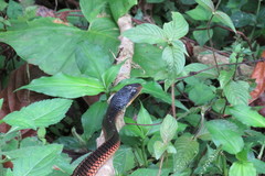 Chironius flavopictus