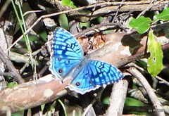 Junonia rhadama