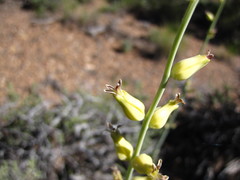 Caulanthus crassicaulis