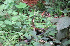 Chironius flavopictus