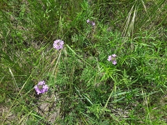 Glandularia bipinnatifida