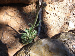 Caulanthus crassicaulis