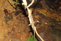 Enyalioides