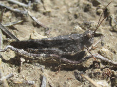 Trimerotropis fratercula