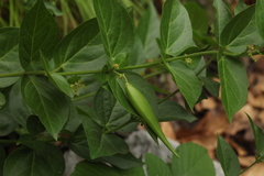 Vincetoxicum rehmannii
