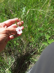 Convolvulus equitans