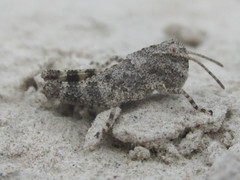 Trimerotropis fratercula