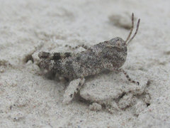 Trimerotropis fratercula