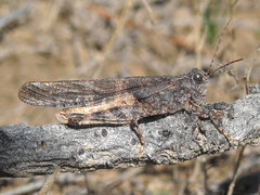 Trimerotropis fratercula