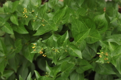 Vincetoxicum rehmannii