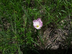 Oenothera speciosa