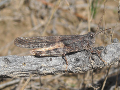 Trimerotropis fratercula