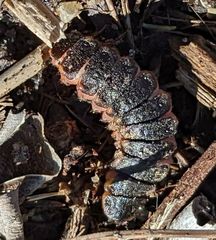 Microphotus angustus