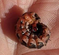 Microphotus angustus