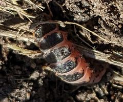 Microphotus angustus