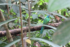 Jacamerops aureus