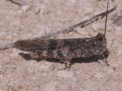 Trimerotropis fratercula