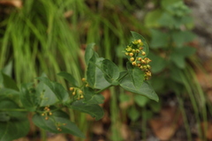 Vincetoxicum rehmannii