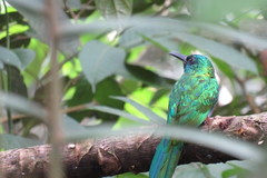 Jacamerops aureus
