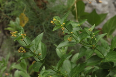 Vincetoxicum rehmannii
