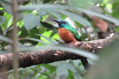Jacamerops aureus