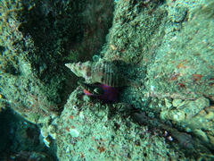 Triplofusus princeps