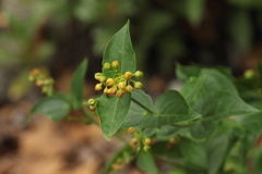 Vincetoxicum rehmannii