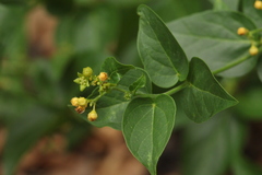 Vincetoxicum rehmannii