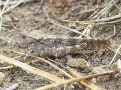 Trimerotropis fratercula