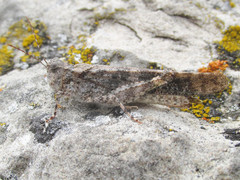 Trimerotropis fratercula