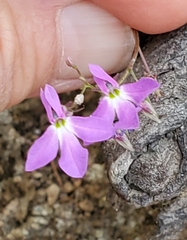 Lobelia aurita