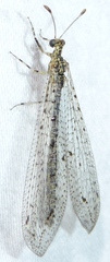 Chaetoleon pusillus