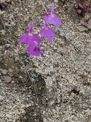 Lobelia aurita