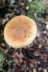 Cortinarius castoreus