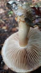 Cortinarius castoreus