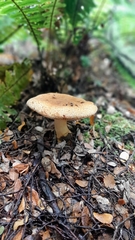 Cortinarius castoreus