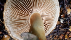 Cortinarius castoreus