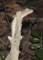 Gekko gecko