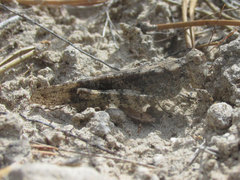 Trimerotropis fratercula