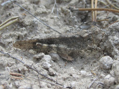 Trimerotropis fratercula