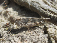 Trimerotropis fratercula