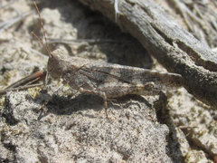 Trimerotropis fratercula