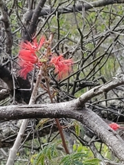Calliandra californica