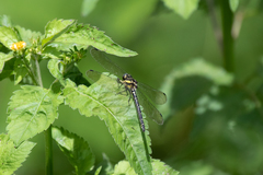 Eusynthemis aurolineata