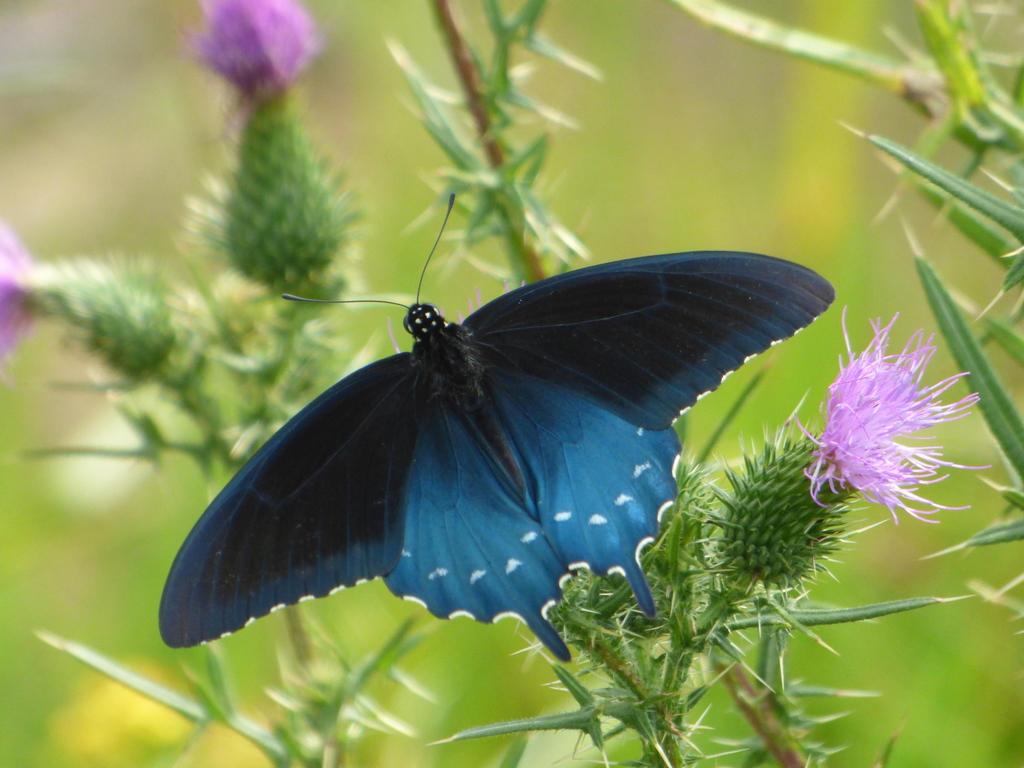 Pipevine Swallowtail