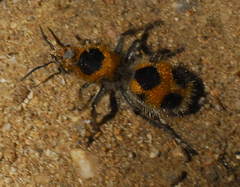 Dasymutilla cressoni